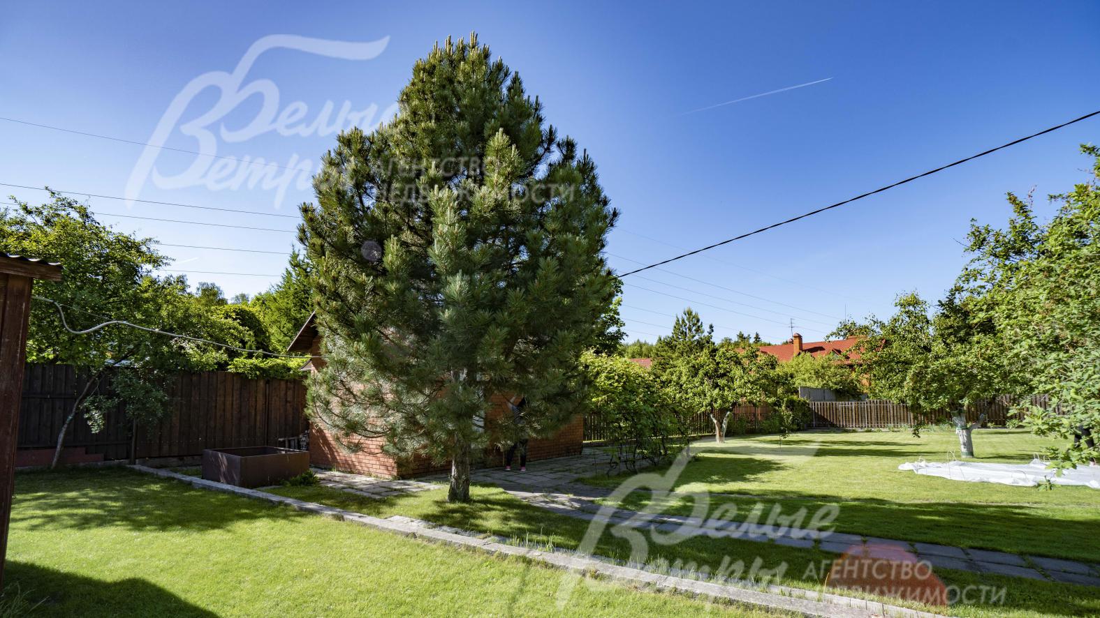 Большая ель на участке