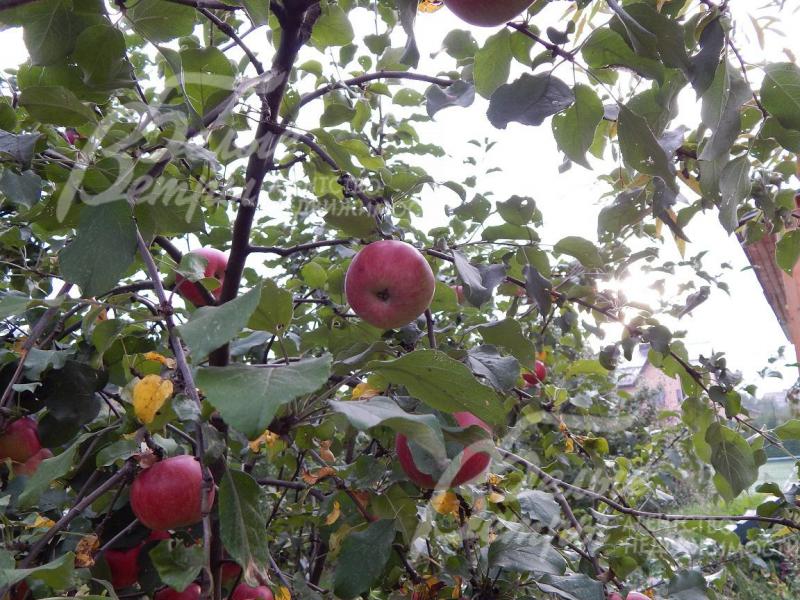 Яблоневый сад расположен в дальней части участка
