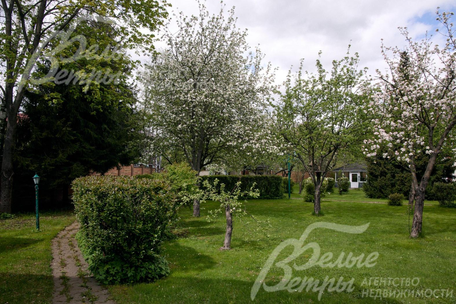 Множество плодовых деревьев на участке