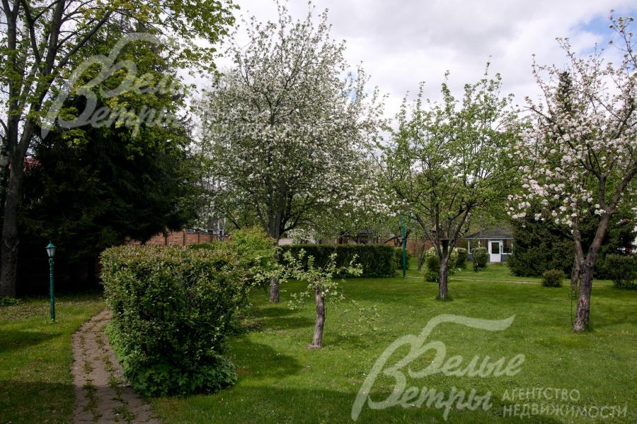 Множество плодовых деревьев на участке