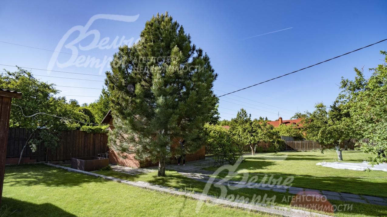 Большая ель на участке