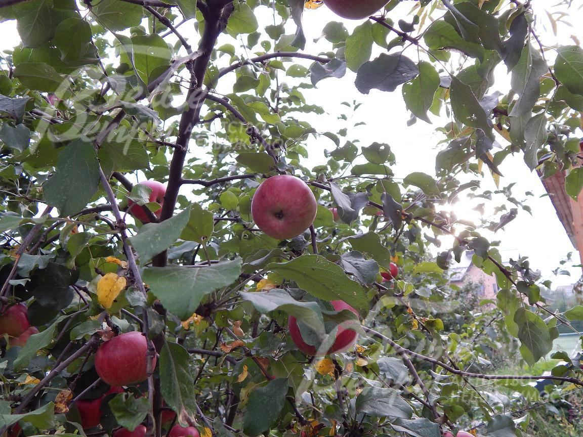 Яблоневый сад расположен в дальней части участка
