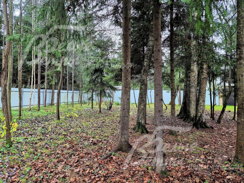 На участке множество хвойных и лиственных деревьев