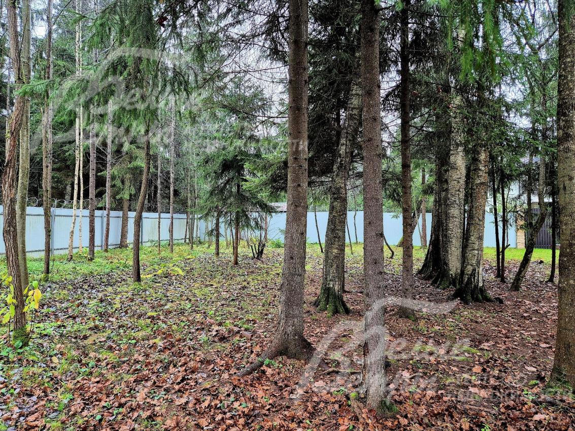 На участке множество хвойных и лиственных деревьев