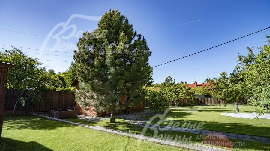 Большая ель на участке