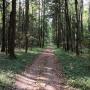 Прогулочные дорожки в лесу рядом с поселком Валуевская Слобода
